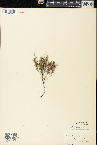 Lechea tenuifolia image