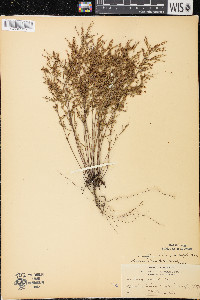 Lechea tenuifolia image