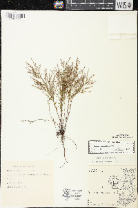 Lechea tenuifolia image