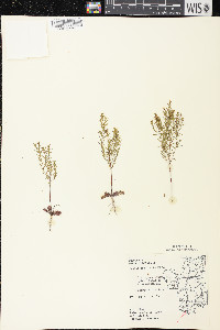 Lechea tenuifolia image