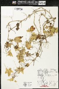 Echinocystis lobata image