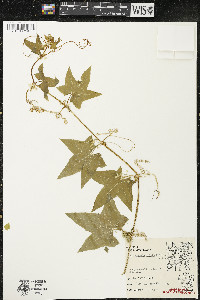 Echinocystis lobata image