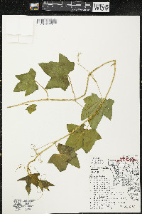 Echinocystis lobata image