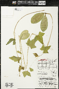 Echinocystis lobata image
