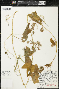 Echinocystis lobata image