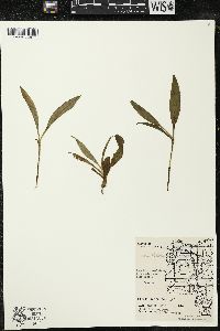Maianthemum trifolium image