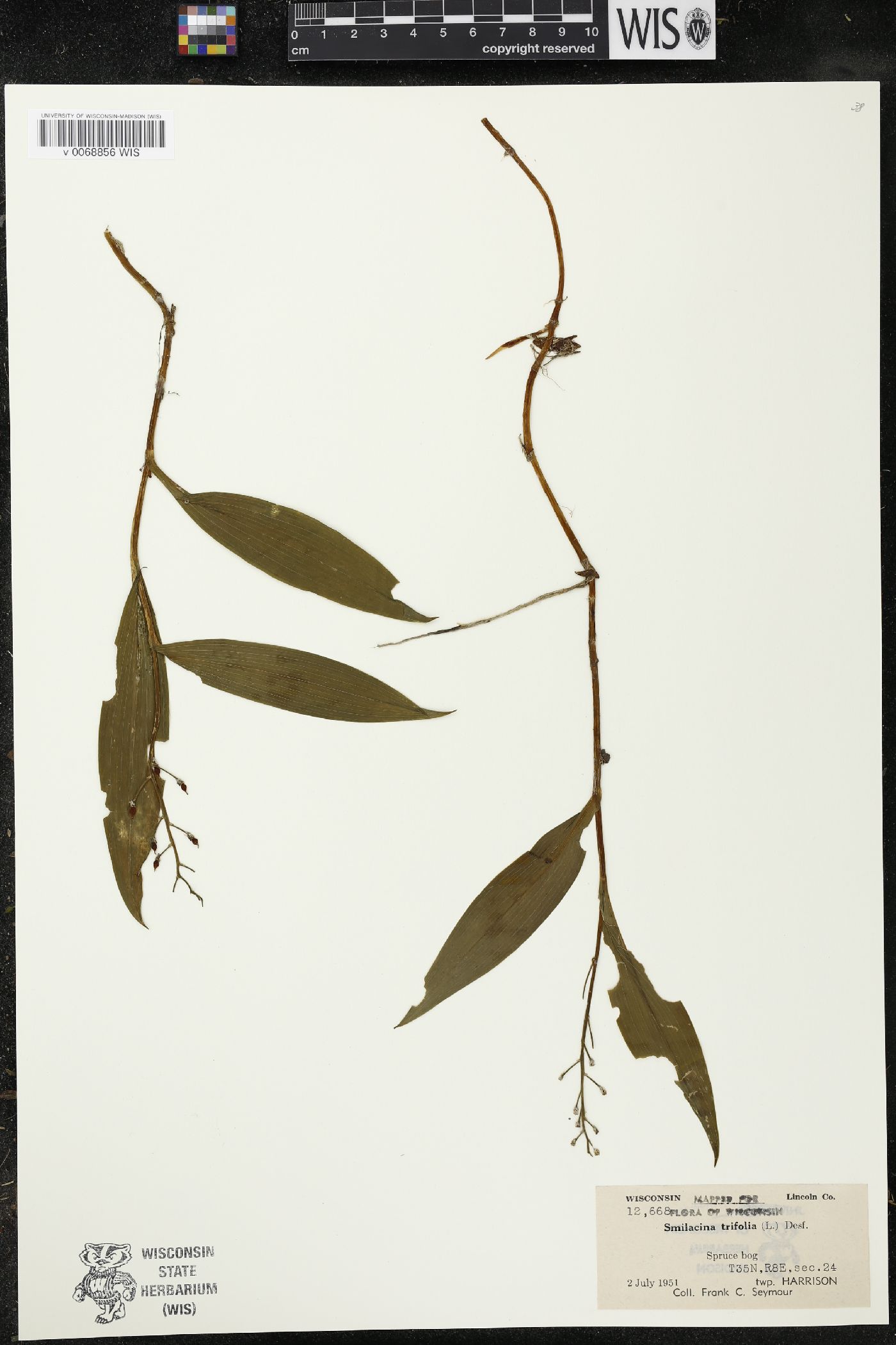 Maianthemum trifolium image