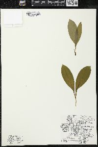 Maianthemum trifolium image