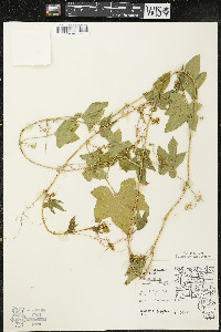 Echinocystis lobata image
