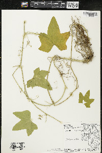 Echinocystis lobata image