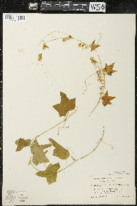 Echinocystis lobata image