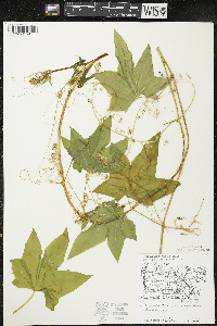 Echinocystis lobata image