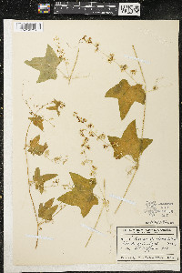 Echinocystis lobata image