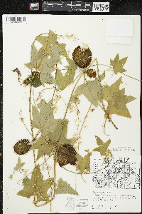 Echinocystis lobata image