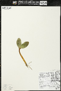 Echinocystis lobata image