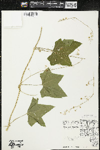 Echinocystis lobata image