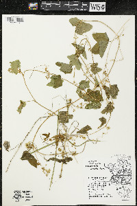 Echinocystis lobata image