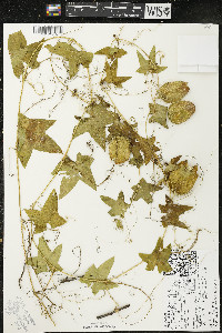 Echinocystis lobata image