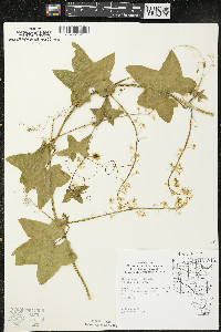 Echinocystis lobata image