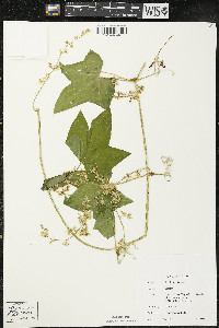 Echinocystis lobata image