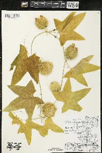 Echinocystis lobata image