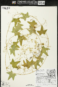 Echinocystis lobata image