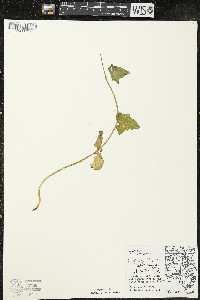 Echinocystis lobata image
