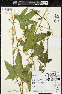 Echinocystis lobata image