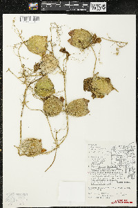 Echinocystis lobata image