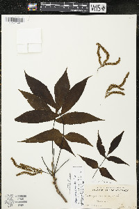 Carya ovata var. ovata image