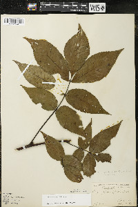 Carya ovata var. ovata image