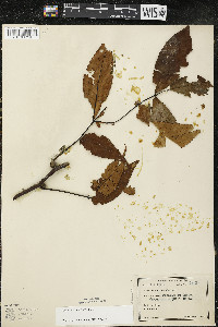 Carya ovata var. ovata image