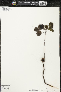 Carya ovata var. ovata image