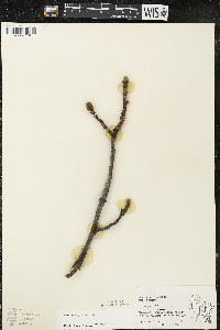 Carya ovata var. ovata image