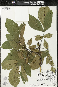 Carya ovata var. ovata image