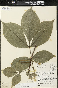 Carya ovata var. ovata image