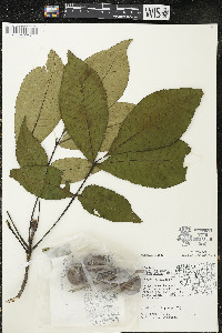 Carya ovata var. ovata image