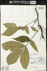 Carya ovata var. ovata image