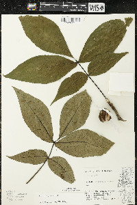 Carya ovata var. ovata image
