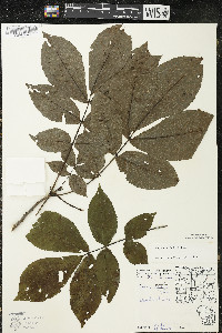 Carya ovata var. ovata image