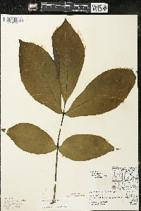 Carya ovata var. ovata image