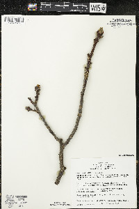 Carya ovata var. ovata image