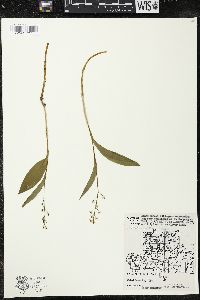 Maianthemum trifolium image