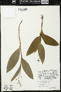 Maianthemum trifolium image