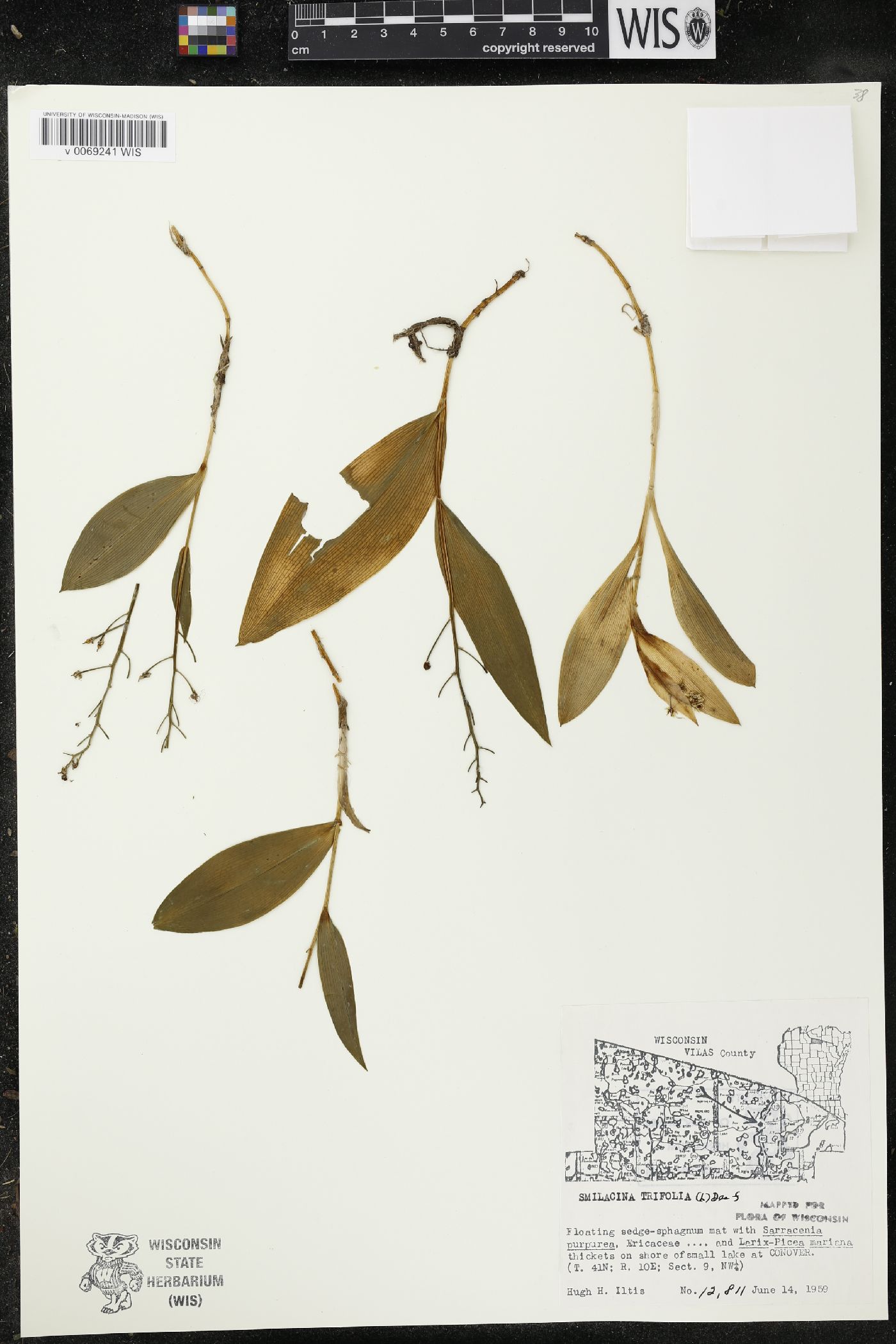 Maianthemum trifolium image