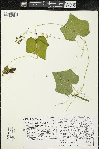 Sicyos angulatus image