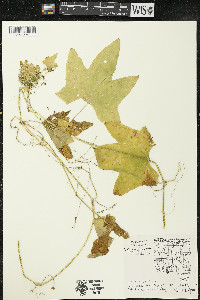 Echinocystis lobata image