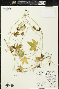 Echinocystis lobata image