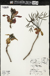 Carya ovata var. ovata image
