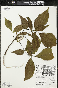 Carya ovata var. ovata image